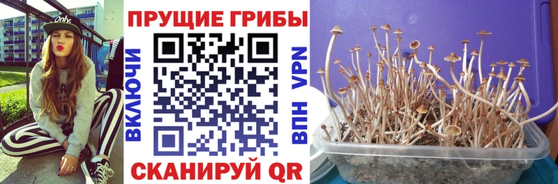 Псилоцибиновые грибы MAGIC MUSHROOMS  закладки  нарко площадка какой сайт  Салаир 